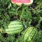 6 Pcs Deep Green Streak Ellipse Red Big Watermelon Seeds