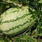 6 Pcs Deep Green Streak Ellipse Red Big Watermelon Seeds