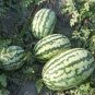 6 Pcs Deep Green Streak Ellipse Red Big Watermelon Seeds