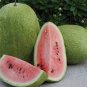 6 Pcs Light Green Streak Ellipse Big Red Watermelon Seeds