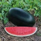 8 Pcs Giant Black Skin Red Inside Ellipse Watermelon Seeds