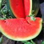 6 Pcs Black Skin Red Inside Round Seedless Watermelon Seeds