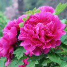 5 Pcs Rare 'Color Face' Dark Red Light Pink Peony Seedling Plant Seeds 5 Pcs Rare 'Color Face' Dark Red Light Pink Peony Seedling Plant Seeds