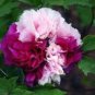 5 Pcs Rare 'Color Face' Dark Red Light Pink Peony Seedling Plant Seeds