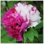 5 Pcs Rare 'Color Face' Dark Red Light Pink Peony Seedling Plant Seeds