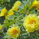 5 Pcs Heirloom High Noon Yellow Tree Peony Flower Seeds