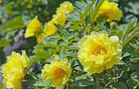 5 Pcs Heirloom High Noon Yellow Tree Peony Flower Seeds