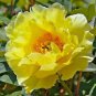 5 Pcs Heirloom High Noon Yellow Tree Peony Flower Seeds