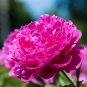 5 Pcs Peony Rose Water Pink Petals Flower Seeds big blooms rare heirloom garden trees