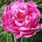 5 Pcs Peony Rose Water Pink Petals Flower Seeds big blooms rare heirloom garden trees