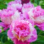 5 Pcs Rare Heirloom Sorbet Robust Colorful Double Blooms Peony Tree Seeds