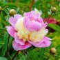 5 Pcs Rare Heirloom Sorbet Robust Colorful Double Blooms Peony Tree Seeds
