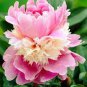 5 Pcs Rare Heirloom Sorbet Robust Colorful Double Blooms Peony Tree Seeds