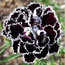 5 Pcs 200 Types Carnation Seeds Dianthus Caryophyllus Rare Black Blue Colorful Purple