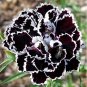 5 Pcs 200 Types Carnation Seeds Dianthus Caryophyllus Rare Black Blue Colorful Purple