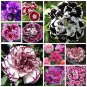 5 Pcs 200 Types Carnation Seeds Dianthus Caryophyllus Rare Black Blue Colorful Purple