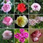 5 Pcs 200 Types Carnation Seeds Dianthus Caryophyllus Rare Black Blue Colorful Purple