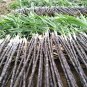 100 Pcs Black Sugar Cane seeds