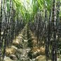 100 Pcs Black Sugar Cane seeds