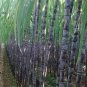 100 Pcs Black Sugar Cane seeds