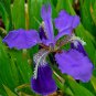 20 Pcs Rare Heirloom Iris Tectorum Perennial Flower Seeds