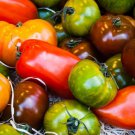 100 Pcs Rainbow / Black Elephant Tomato Seeds