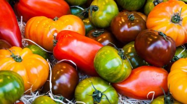 100 Pcs Rainbow / Black Elephant Tomato Seeds
