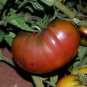 100 Pcs Rainbow / Black Elephant Tomato Seeds