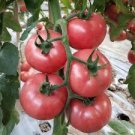 100 Pcs Pink King Tomato Seeds