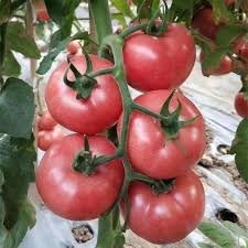 100 Pcs Pink King Tomato Seeds