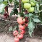100 Pcs Pink King Tomato Seeds