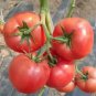 100 Pcs Pink King Tomato Seeds