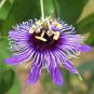 30 Pcs Passiflora Panama Red Seeds (Passiflora Seeds)