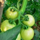 100 Pcs Big Green Tomato Organic Seeds