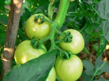 100 Pcs Big Green Tomato Organic Seeds