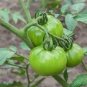 100 Pcs Big Green Tomato Organic Seeds