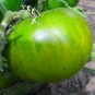 100 Pcs Big Green Tomato Organic Seeds