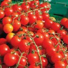 100 Pcs 'Piccolo Cherry' Tomato Seeds 100 Pcs 'Piccolo Cherry' Tomato Seeds