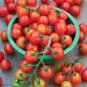 100 Pcs 'Piccolo Cherry' Tomato Seeds
