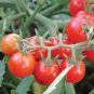 100 Pcs 'Piccolo Cherry' Tomato Seeds