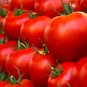 100 Pcs Husky Cherry Red Tomato Seeds