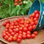 100 Pcs Husky Cherry Red Tomato Seeds