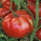 100 Pcs Dark Red Tomato Seeds