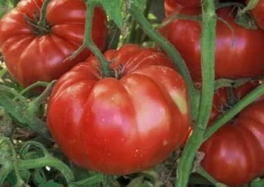 100 Pcs Dark Red Tomato Seeds