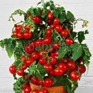 100 Pcs Bonsai Cherry Tomato Red Round Fruit Seeds 100 Pcs Bonsai Cherry Tomato Red Round Fruit Seeds