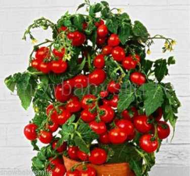 100 Pcs Bonsai Cherry Tomato Red Round Fruit Seeds