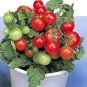 100 Pcs Bonsai Cherry Tomato Red Round Fruit Seeds