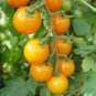 100 Pcs Cherry Tomato Mini Golden Round Fruit Seeds
