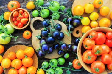 100 Pcs Rainbow Tomato Truss Cherry fruit Seeds