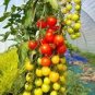 100 Pcs Rainbow Tomato Truss Cherry fruit Seeds